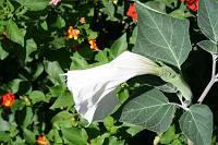 Dying datura